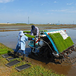 田植えの風景